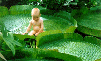 bebe1